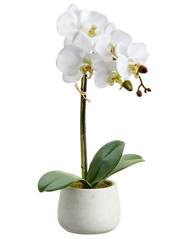 Phalaenopsis Plant in a Cement Pot