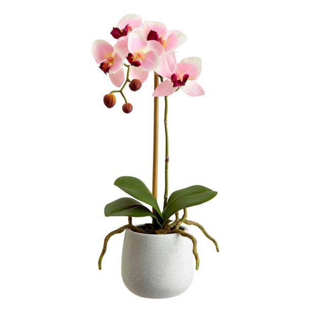 Phalaenopsis Orchid Plant in Ceramic Pot