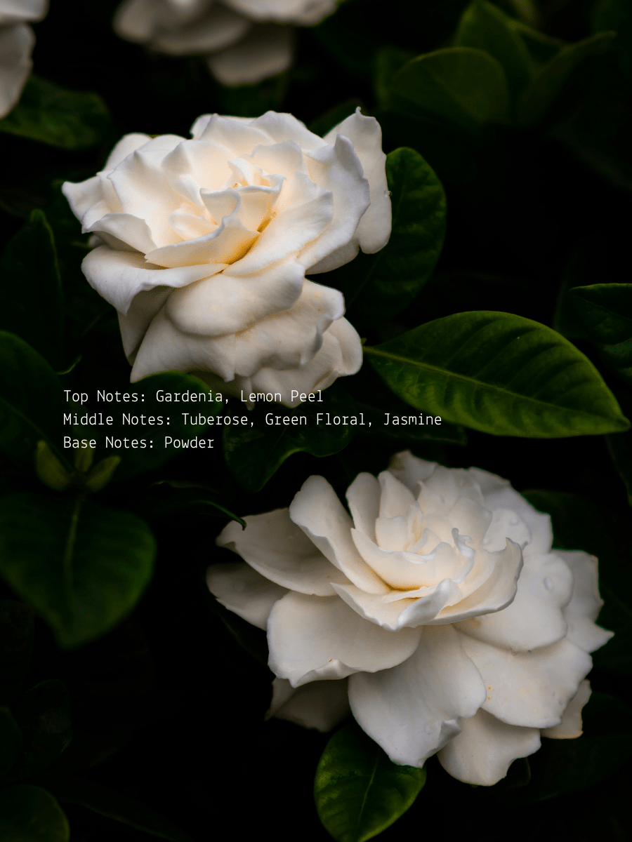 Gardenia + Tuberose III. The Empress Wellness Candle  (online exclusive)