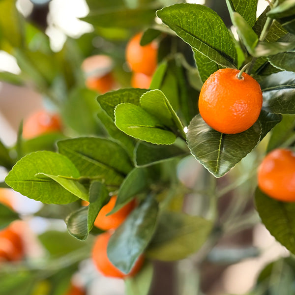 Faux Tangerine Tree, Choose Your Size (Online Exclusive)