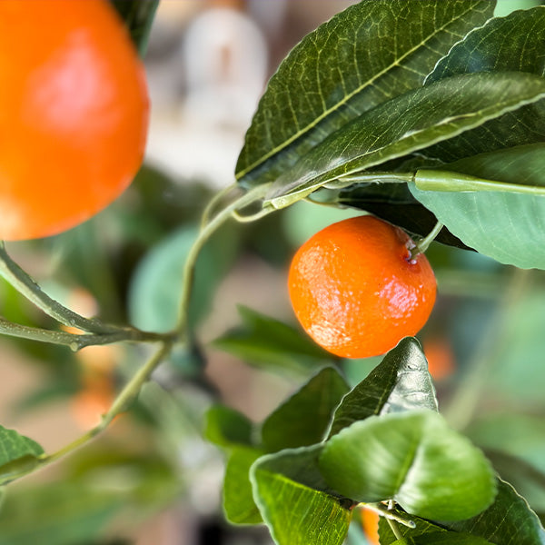 Faux Tangerine Tree, Choose Your Size (Online Exclusive)