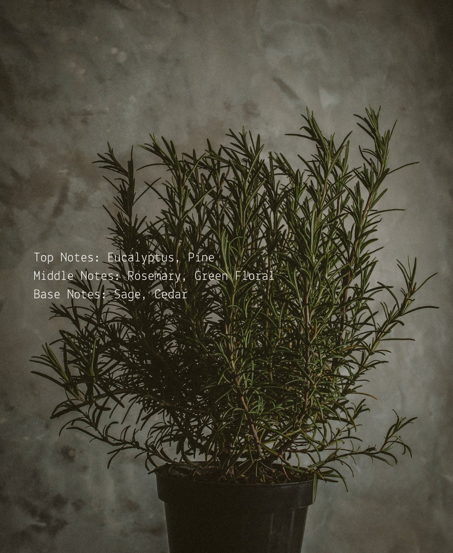 Protection Room + Linen Fragrance Mist  (online exclusive)