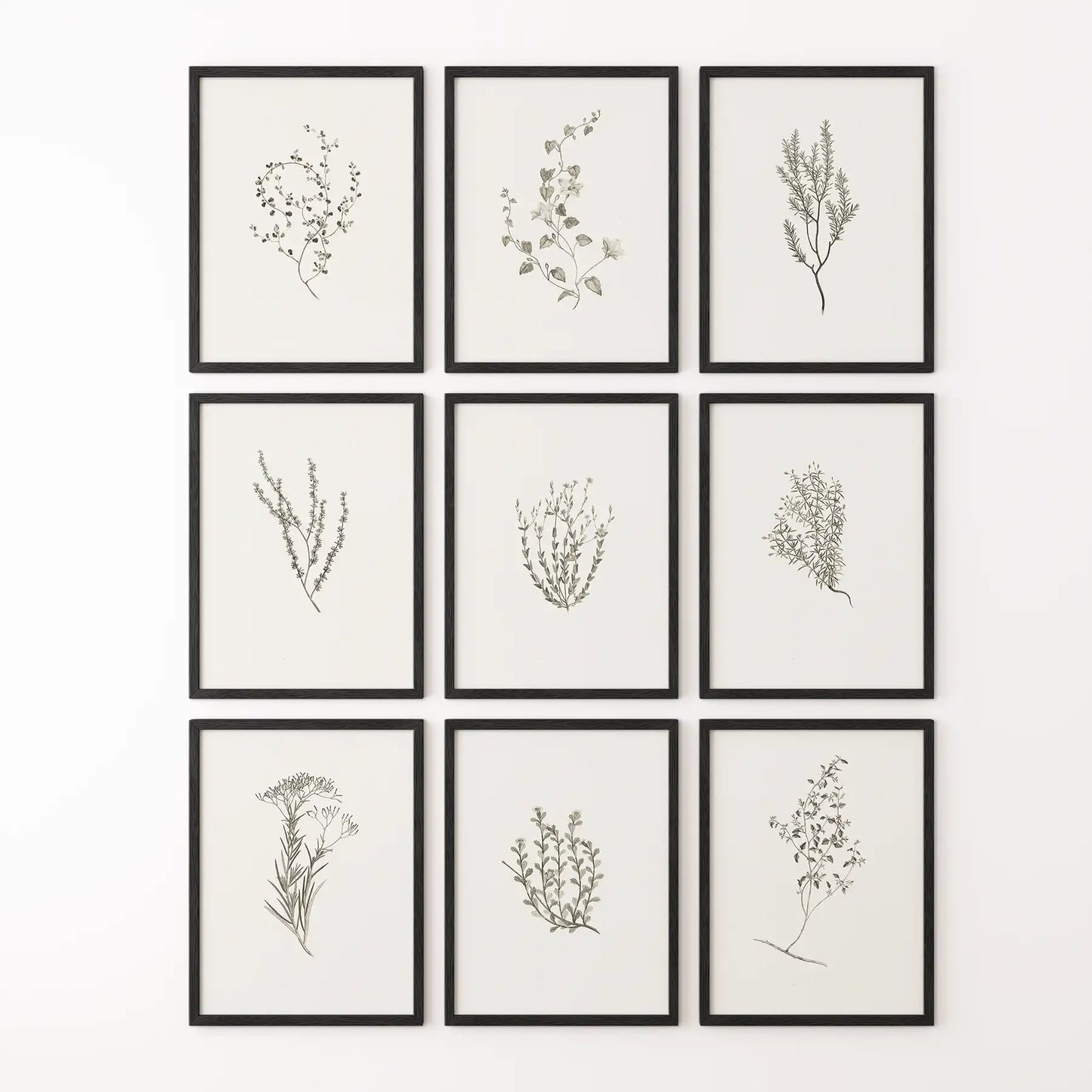 Botanical Wall Art Set of 9. Vintage Herbal Plant Prints  (online exclusive)