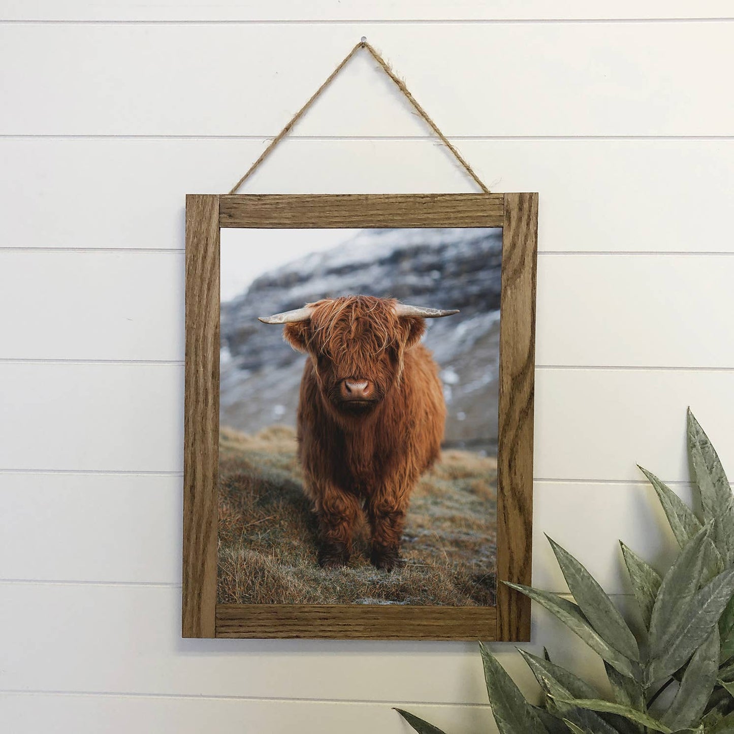 Highland Calf Canvas Wood Framed