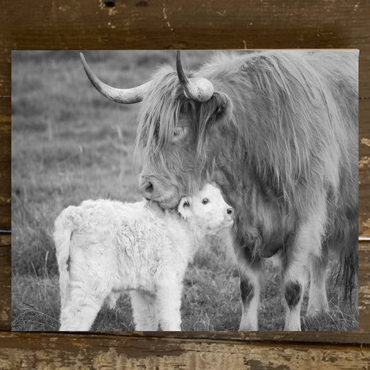 Highland Cow Photo Canvas