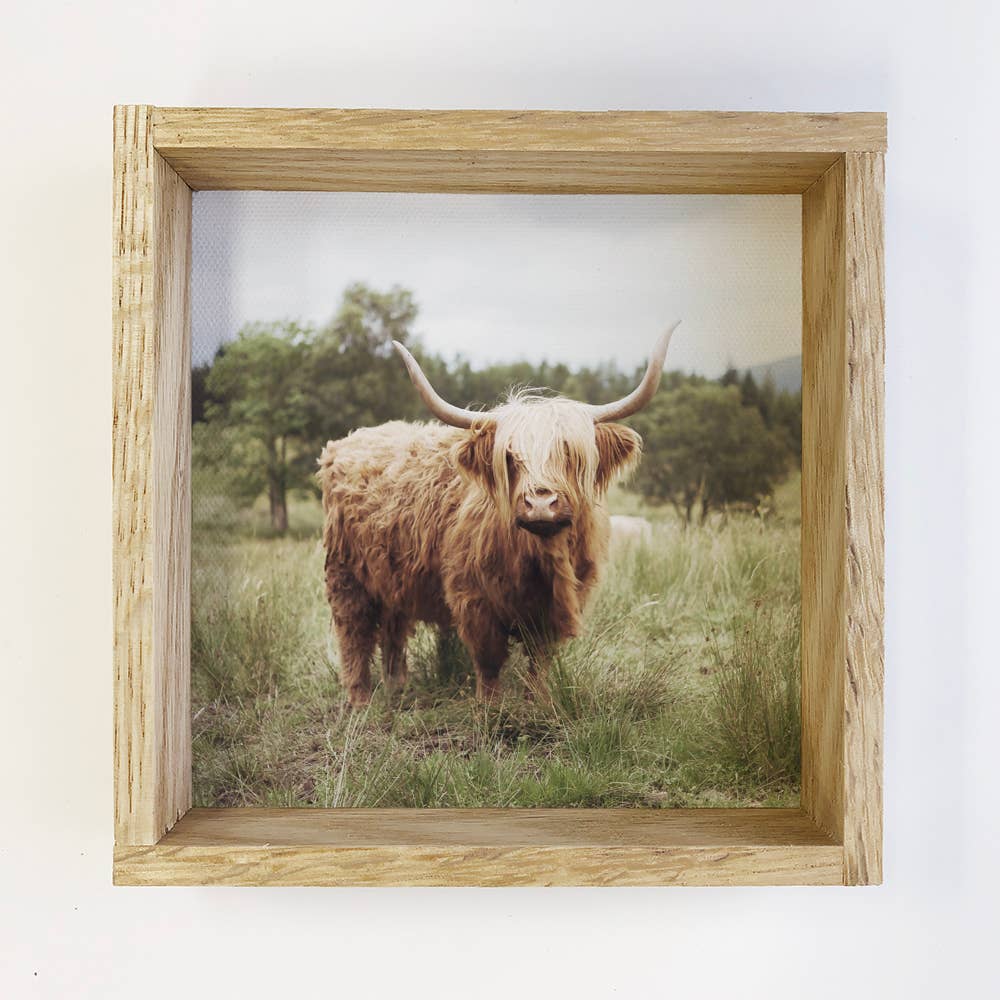 Highland Cow in Grass Wood Sign